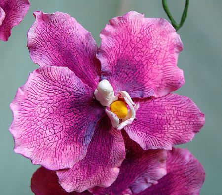 Орхидея - лучший подарок